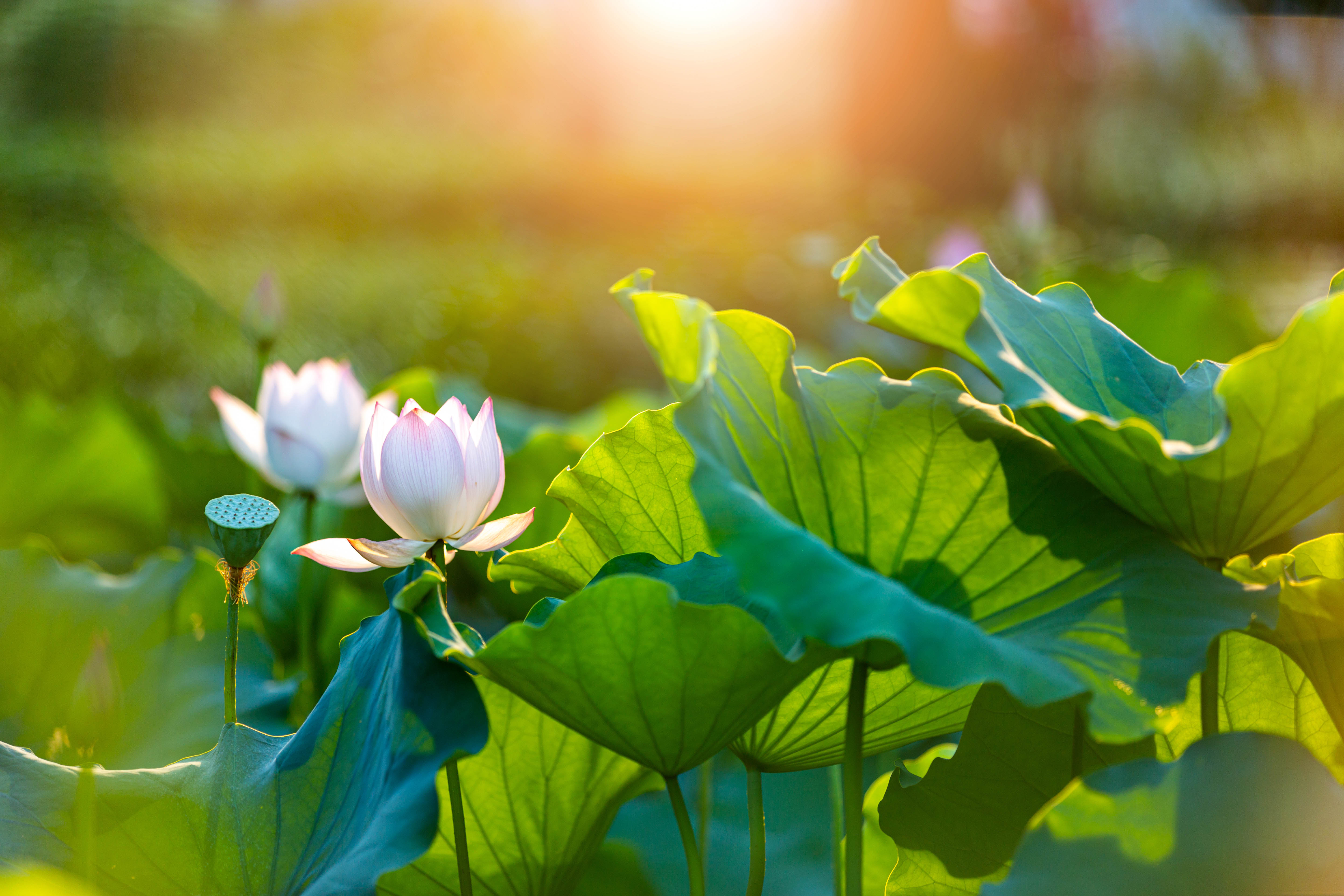 攝圖網(wǎng)_501583484_夕陽(yáng)下的荷花（企業(yè)商用）.jpg